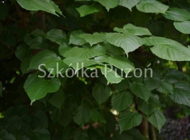 Tilia cordata xT platyphyllos (lipa szerokolistna)