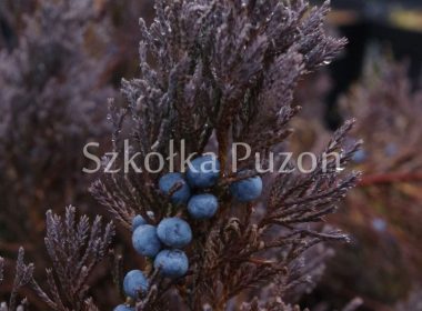 Juniperus horizontalis (jałowiec płożący) 'Blue Forest' (zimą)