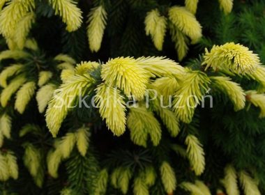 Picea omorica (świerk serbski) 'Aurea'