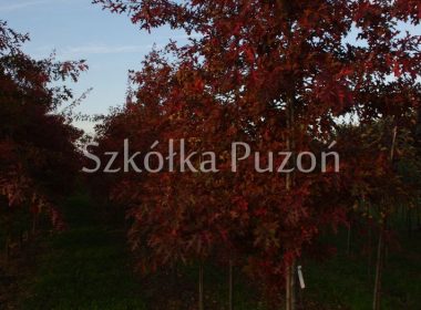 Quercus palustris (dąb błotny) (jesień)