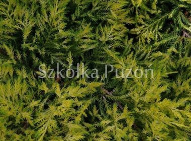 Juniperus x pfitzeriana (jałowiec Pfitzera) 'Gold Star'