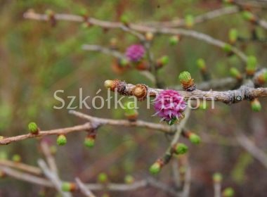 Larix decidua (modrzew europejski) (wiosna)