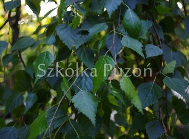Betula pendula (brzoza brodawkowata) 'Youngii'