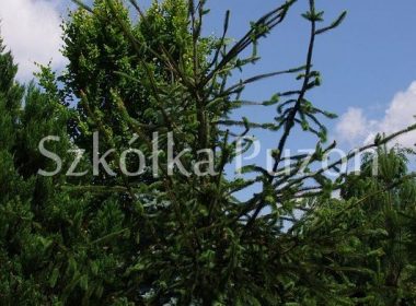 Picea abies (świerk pospolity) 'Virgata'