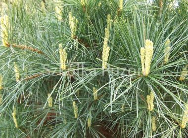 Pinus strobus (sosna wejmutka) 'Radiata'