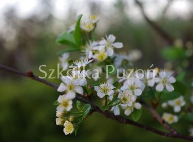 Prunus x eminens (Wiśnia osobliwa) 'Umbraculifera’