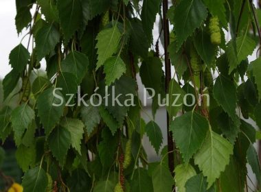 Betula pendula (brzoza brodawkowata) 'Youngii'