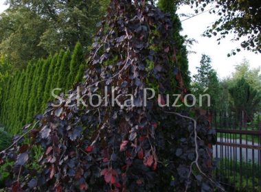 Fagus sylvatica (buk pospolity) 'Purple Fountain'