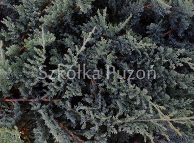Juniperus horizontalis (jałowiec płożący) 'Blue Chip'