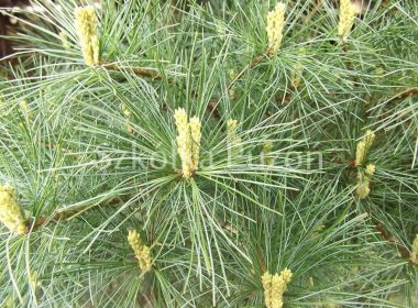 Pinus strobus (sosna wejmutka) 'Radiata'