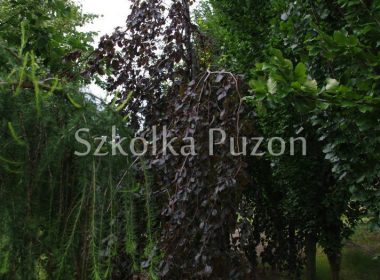 Fagus sylvatica (buk pospolity) 'Purple Fountain'
