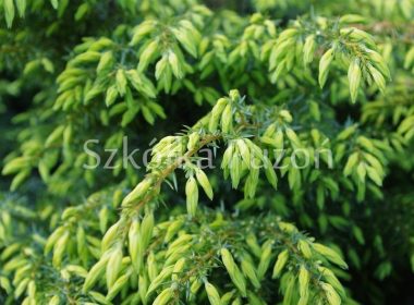 Juniperus communis (jałowiec pospolity) 'Depressa Aurea'