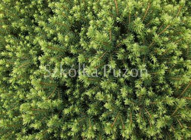 Picea omorika (świerk serbski) 'Karel'