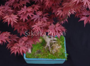 Rośliny formowane Bonsai