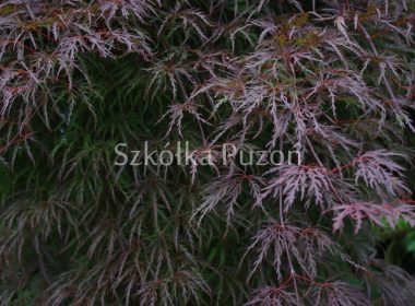 Acer palmatum (klon palmowy) 'Garnet'
