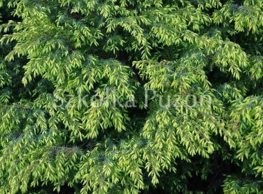 Juniperus communis (jałowiec pospolity) 'Depressa Aurea'