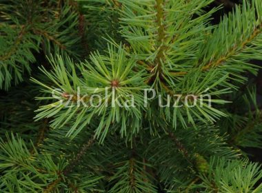 Pinus sylvestris (sosna pospolita) 'Gold Coin' (latem)