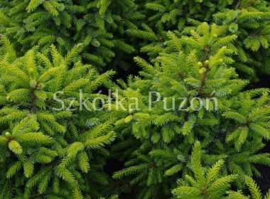 Picea omorika (świerk serbski) 'Nana'