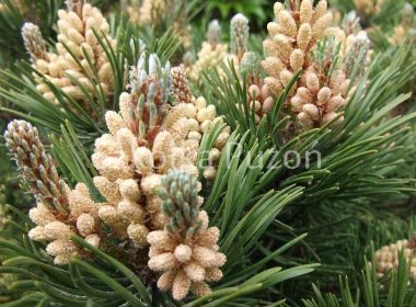 Pinus mugo (sosna górska, kosodrzewina)