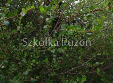 Betula nana (brzoza karłowata)