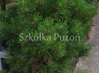 Pinus nigra (sosna czarna) 'Nana'