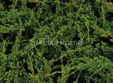 Juniperus squamata (jałowiec łuskowy) 'Holger'