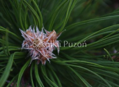 Pinus nigra (sosna czarna) 'Nana'