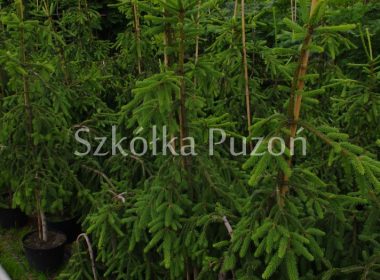 Picea abies (świerk pospolity) 'Inversa'