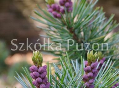 Pinus cembra (sosna limba)