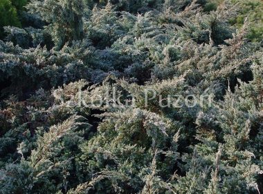 Juniperus squamata (jałowiec łuskowy) 'Holger'