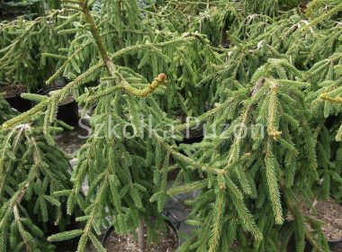 Picea abies (świerk pospolity) 'Inversa'