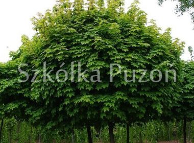 Acer platanoides (klon zwyczajny) 'Globosum'