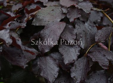 Fagus sylvatica (Buk pospolity) 'Purpurea'