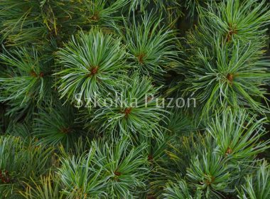 Pinus cembra (sosna limba)