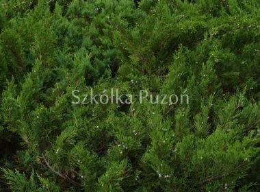 Juniperus sabina (jałowiec sabiński) 'Mas'