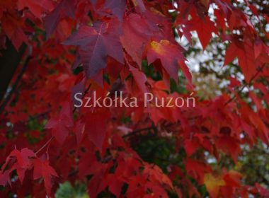 Acer rubrum (klon czerwony) 'Red Sunset' (jesień)