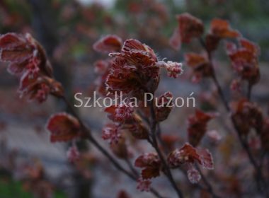 Fagus sylvatica (Buk pospolity) 'Purpurea' (wiosna)