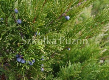 Juniperus sabina (jałowiec sabiński) 'Mas'