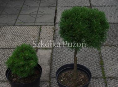Pinus mugo (sosna górska) 'Pumilio'