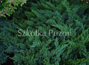 Juniperus sabina (jałowiec sabiński) 'Tamariscifolia'
