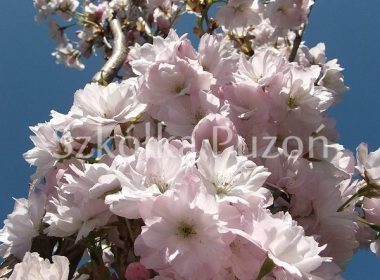 Prunus serrulata (wiśnia piłkowana) 'Amanogawa'