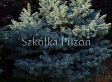 Picea pungens (świerk kłujący) 'Glauca Globosa'