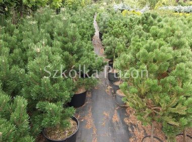 Pinus mugo (sosna górska) 'Gnom'