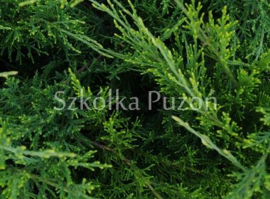 Juniperus x pfitzeriana (jałowiec Pfitzera) 'Mint Julep'