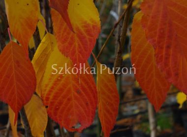 Prunus serrulata (wiśnia piłkowana) 'Amanogawa' (jesień)