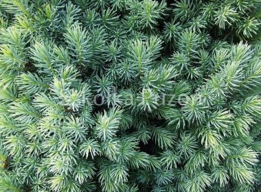 Picea glauca (świerk biały) 'Sander's Blue'