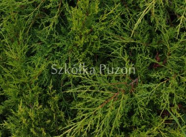 Juniperus x pfitzeriana (jałowiec Pfitzera) 'Old Gold'