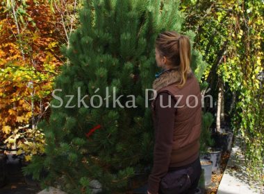Pinus mugo (sosna górska) 'Gnom'