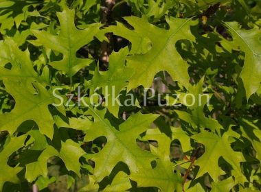 Quercus palustris (dąb błotny)