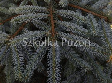 Picea pungens (świerk kłujący) glauca